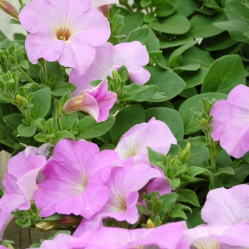 Petunia Opera Supreme™ '' (040416)