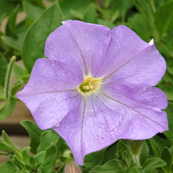 Petunia Opera Supreme™ '' (040418)