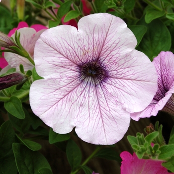 Petunia Opera Supreme™ '' (040419)