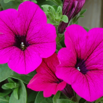 Petunia Opera Supreme™ '' (040421)