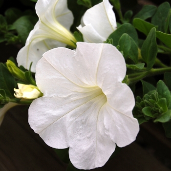 Petunia Opera Supreme™ '' (040423)