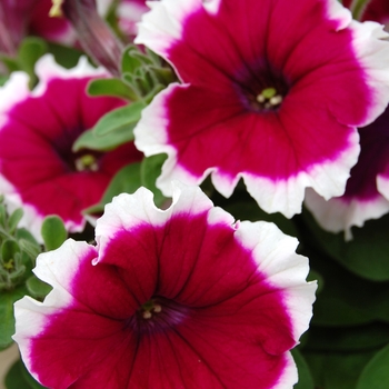 Petunia Symphony™ '' (040425)