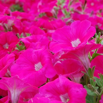 Petunia Symphony™ '' (040427)