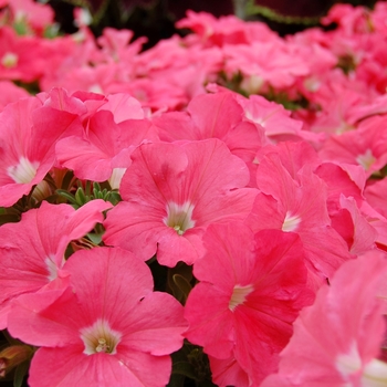 Petunia Symphony™ '' (040430)