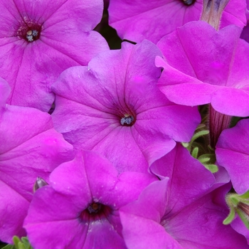 Petunia Symphony™ '' (040432)