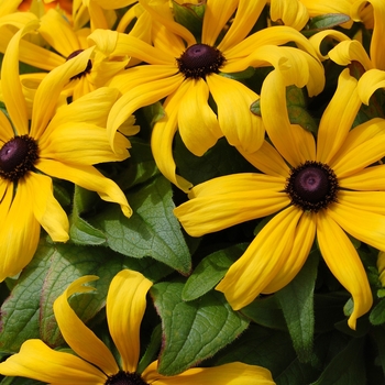 Rudbeckia hirta 'Becky Formula Mix' (040436)