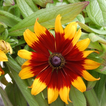 Rudbeckia hirta 'Becky Formula Mix' (040437)