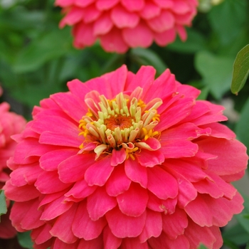 Zinnia elegans Dreamland™ Pink '' (040446)