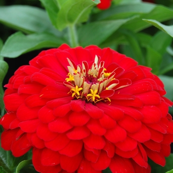 Zinnia elegans Dreamland™ Red '' (040447)