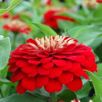 Zinnia elegans Dreamland™ Red '' (040448)