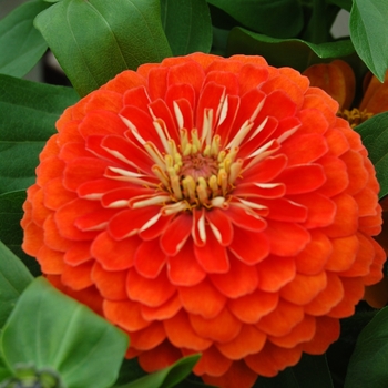 Zinnia elegans Dreamland™ Coral '' (040449)