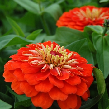 Zinnia elegans Dreamland™ Coral '' (040450)