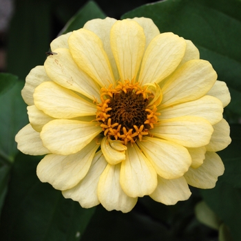 Zinnia elegans Dreamland™ Ivory '' (040451)