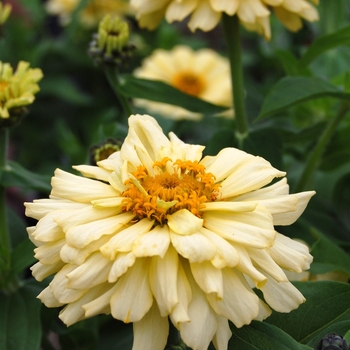 Zinnia elegans Dreamland™ Ivory '' (040452)