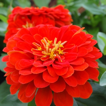 Zinnia elegans Dreamland™ Scarlet '' (040453)