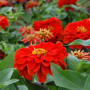 Zinnia elegans Dreamland™ Scarlet '' (040454)