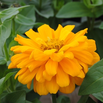 Zinnia elegans Dreamland™ Yellow '' (040455)