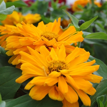 Zinnia elegans Dreamland™ Yellow '' (040456)