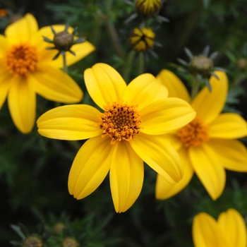 Bidens ferulifolia Mexican Gold™ '' (040478)