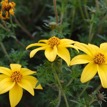 Bidens ferulifolia Mexican Gold™ '' (040479)