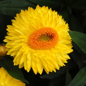 Bracteantha bracteata Strawburst™ '' (040480)