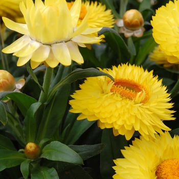 Bracteantha bracteata Strawburst™ '' (040481)