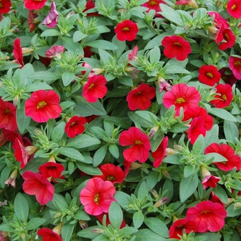 Calibrachoa Callie® 'Bright Red' (040485)