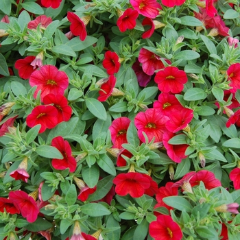 Calibrachoa Callie® 'Bright Red' (040486)