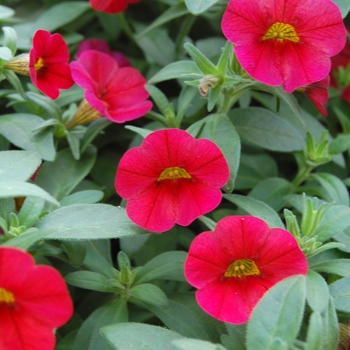 Calibrachoa Callie® 'Bright Red' (040487)