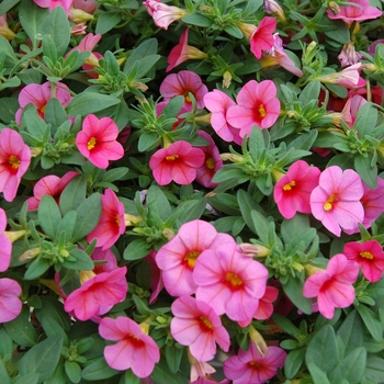 Calibrachoa Callie® 'Coral Pink' (040488)