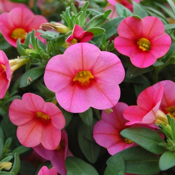 Calibrachoa Callie® 'Coral Pink' (040489)