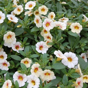 Calibrachoa Callie® 'Cream with Eye' (040490)