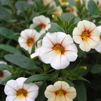 Calibrachoa Callie® 'Cream with Eye' (040491)