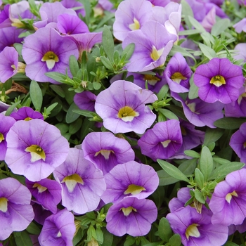 Calibrachoa Callie® 'Light Blue' (040494)