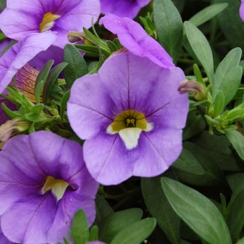 Calibrachoa Callie® 'Light Blue' (040495)