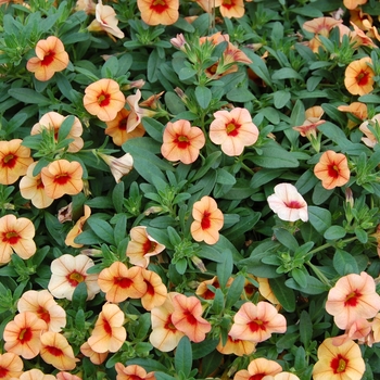 Calibrachoa Callie® 'Peach' (040496)