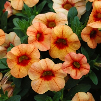 Calibrachoa Callie® 'Peach' (040497)