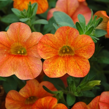 Calibrachoa Callie® 'Orange Sunrise Imp' (040499)