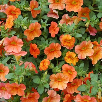 Calibrachoa Callie® 'Orange Sunrise Imp' (040500)