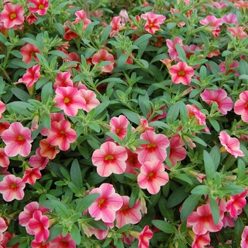 Calibrachoa Callie® 'Painted Coral' (040501)