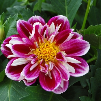 Dahlia Goldalia™ '' (040504)