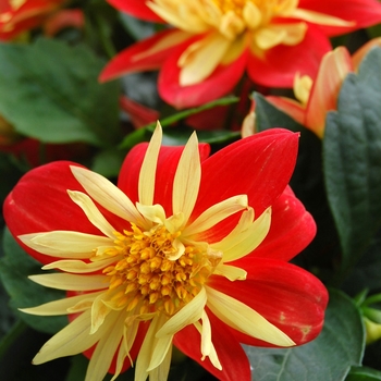 Dahlia Goldalia™ '' (040505)