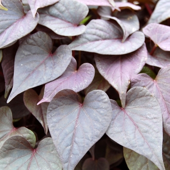 Ipomoea batatas Sidekick™ 'Black Heart' (040516)