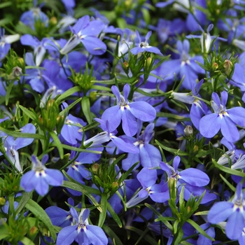 Lobelia erinus Techno® '' (040521)