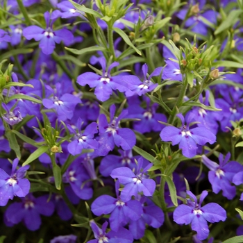 Lobelia erinus Techno® '' (040522)