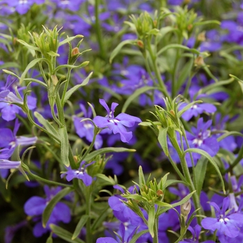 Lobelia erinus Techno® '' (040523)