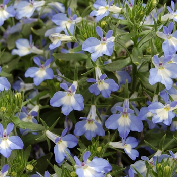 Lobelia erinus Techno® 'Heat Upright Blue' (040526)