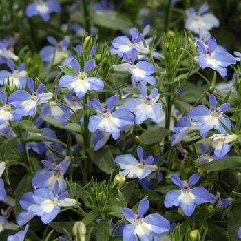 Lobelia erinus Techno® 'Heat Upright Blue' (040527)