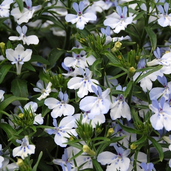 Lobelia erinus Techno® 'Heat Upright Light Blue' (040533)