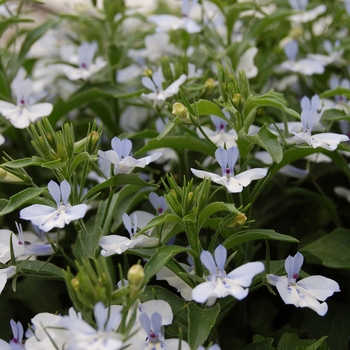 Lobelia erinus Techno® 'Heat Upright Light Blue' (040534)